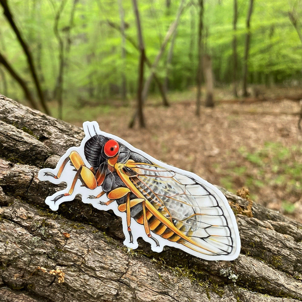 A sticker of a periodical cicada resting on a tree trunk.