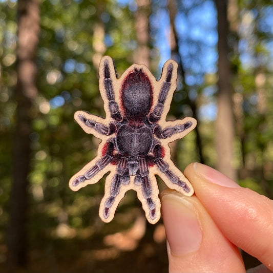 A hand holding a wooden pin of a tarantula.