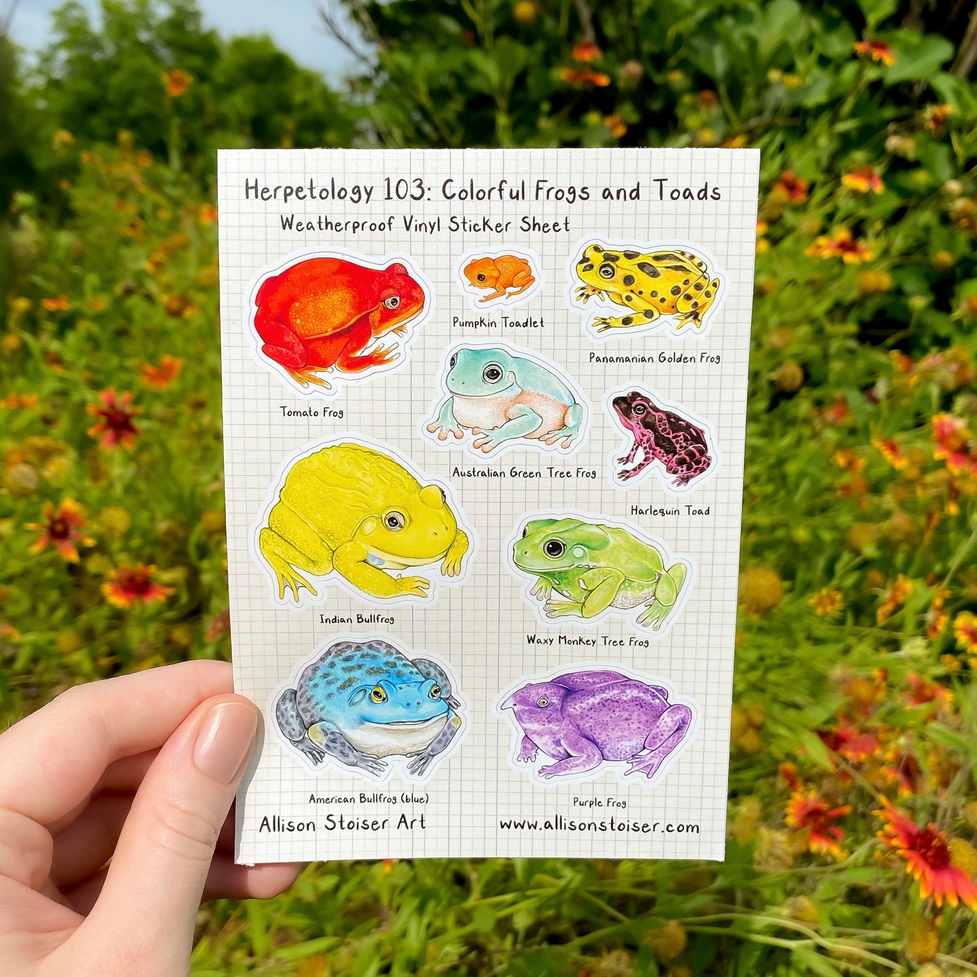 A hand holding a sticker sheet titled "Herpetology 103: Colorful Frogs and Toads Weatherproof Vinyl Sticker Sheet." Along the bottom, "Allison Stoiser Art" and "www.allisonstoiser.com." It features labled stickers of a tomato frog, pumpkin toadlet, Panamanian golden frog, Australian green tree frog, harlequin toad, Indian bullfrog, waxy monkey tree frog, American bullfrog (blue), and purple frog.