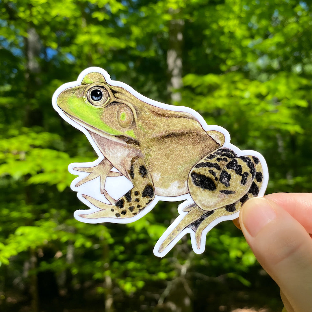 A hand holding a weatherproof vinyl sticker of an American bullfrog.