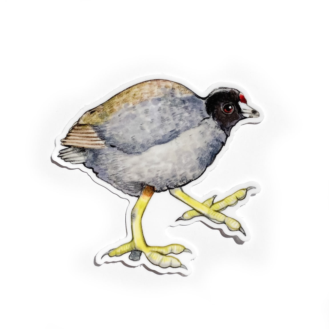 A sticker of an American coot on a white background.