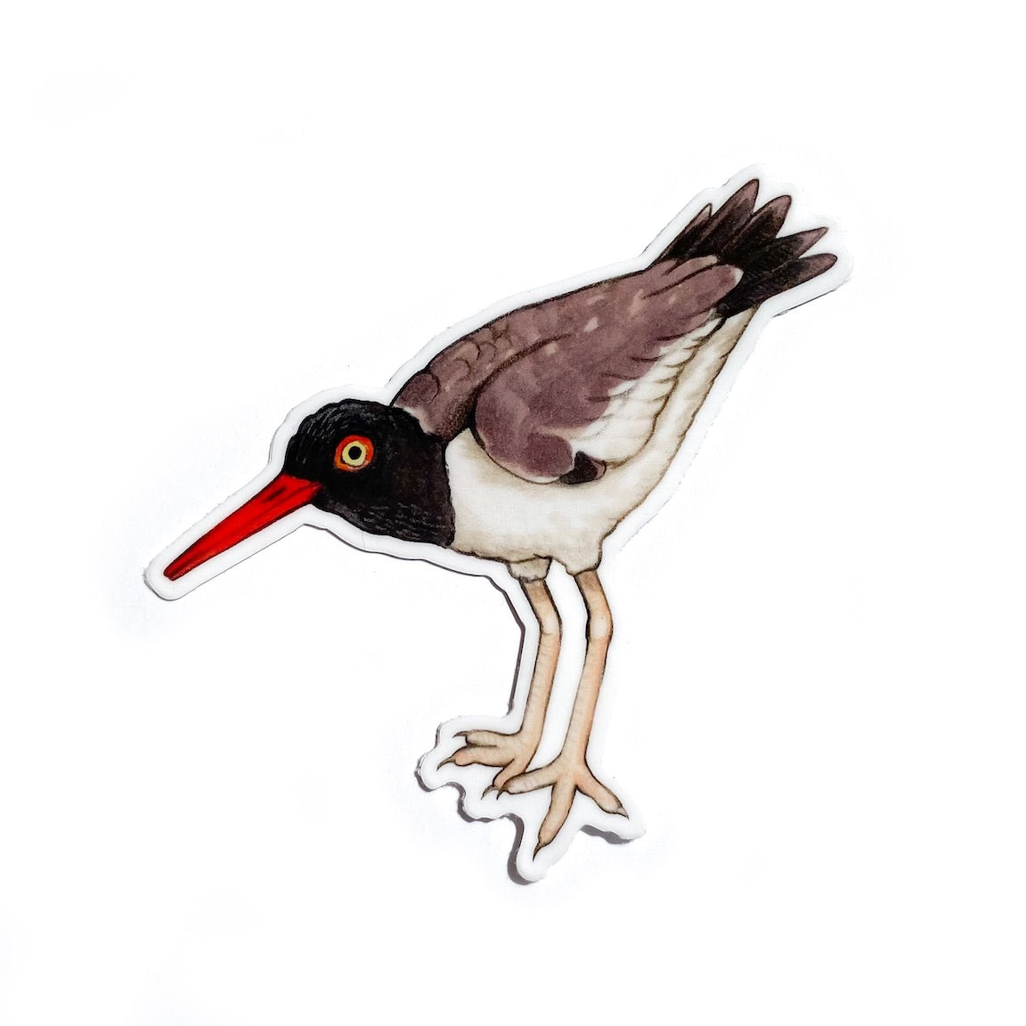 A sticker of an American oystercatcher on a white background.