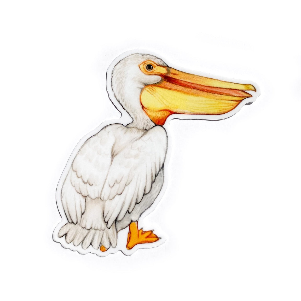 A sticker of an American white pelican on a white background.