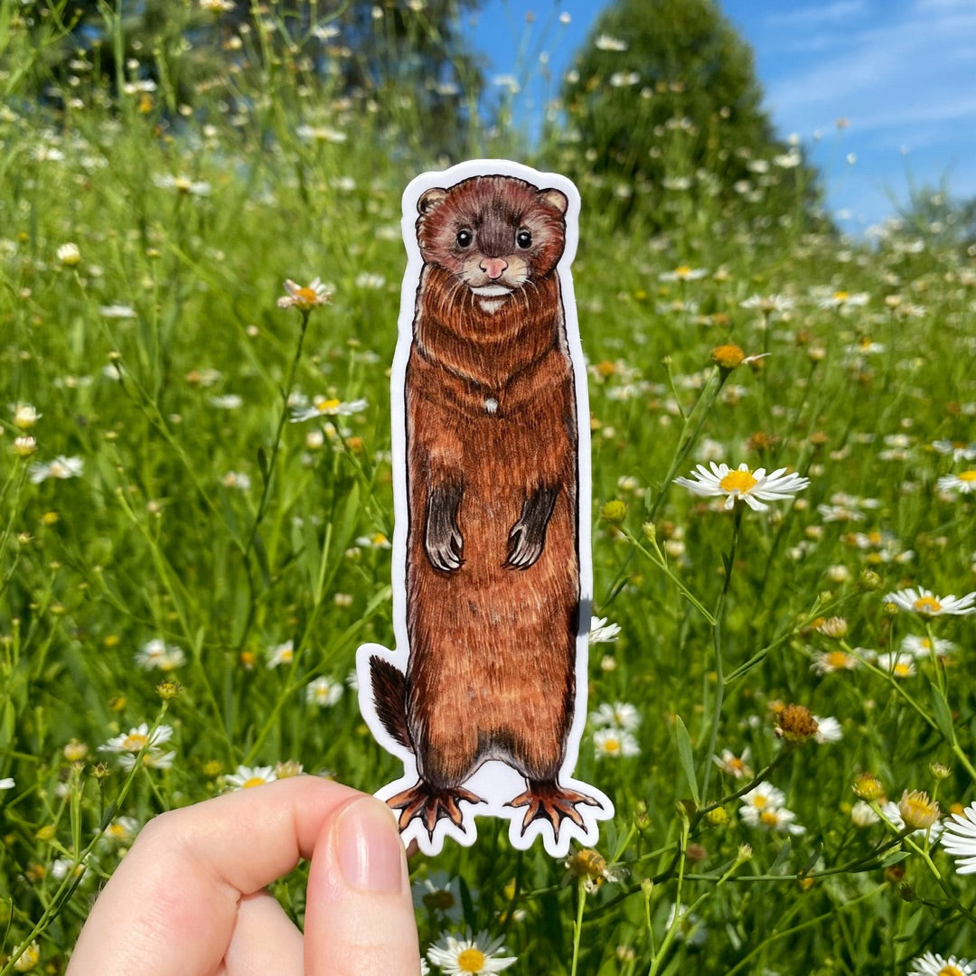 A hand holding a sticker of a tall American mink, standing on its hind legs.