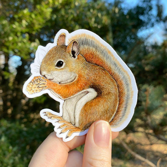 A vinyl sticker of an illustrated American red squirrel held against a blurred natural background.
