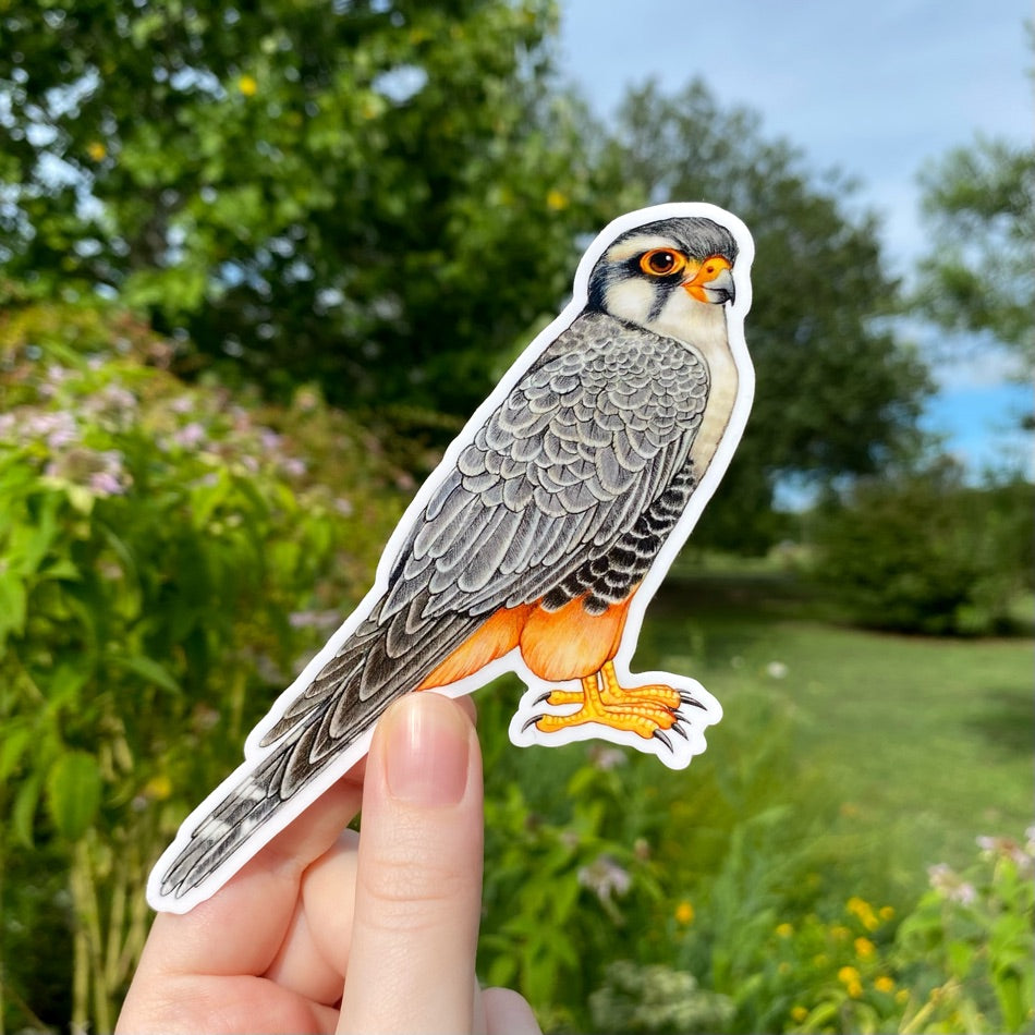 A handholding a sticker of an Aplomado falcon.