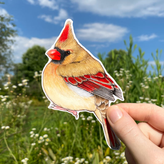 Female North American Cardinal Weatherproof Vinyl Sticker
