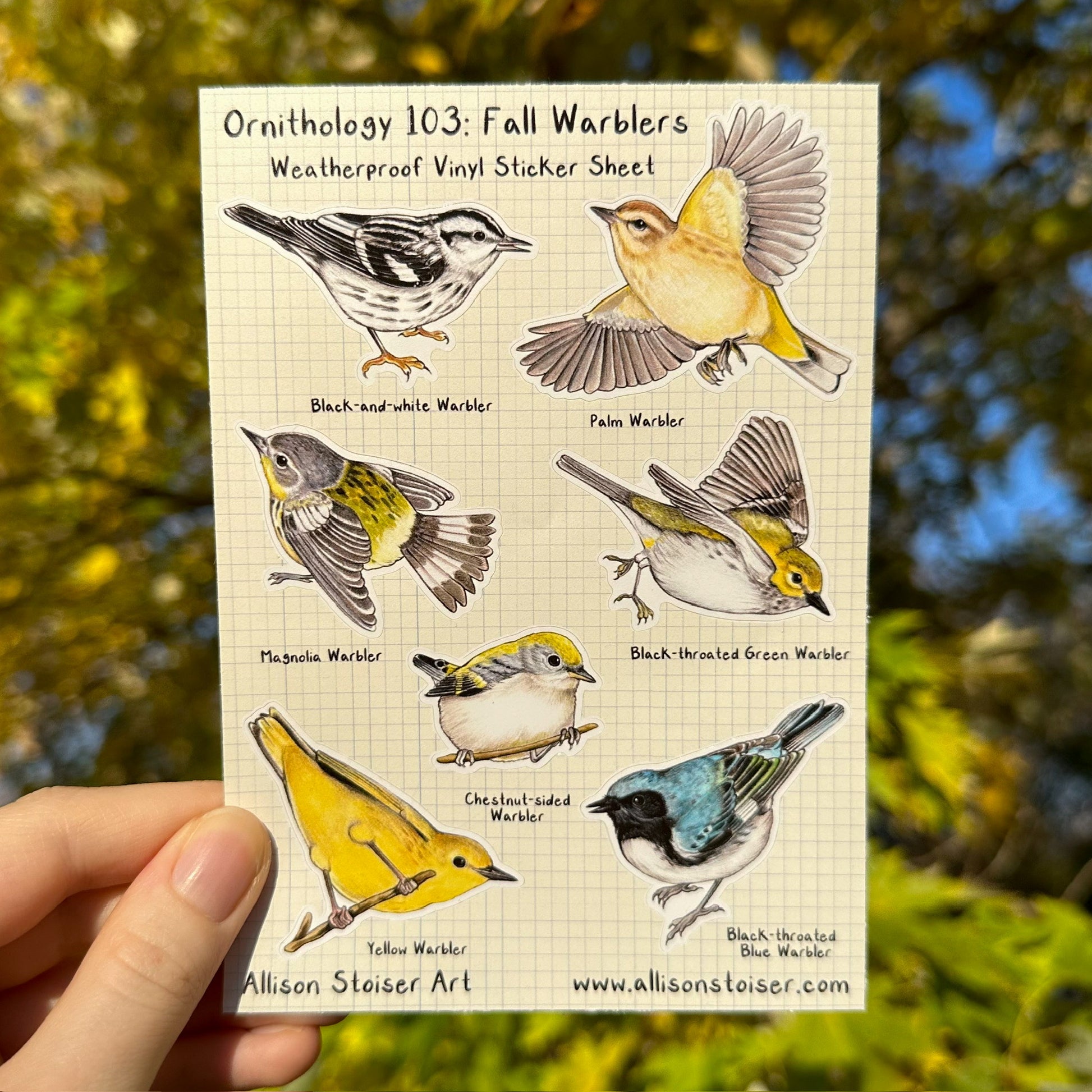 A weatherproof sticker sheet featuring illustrations of warblers with their fall plumage