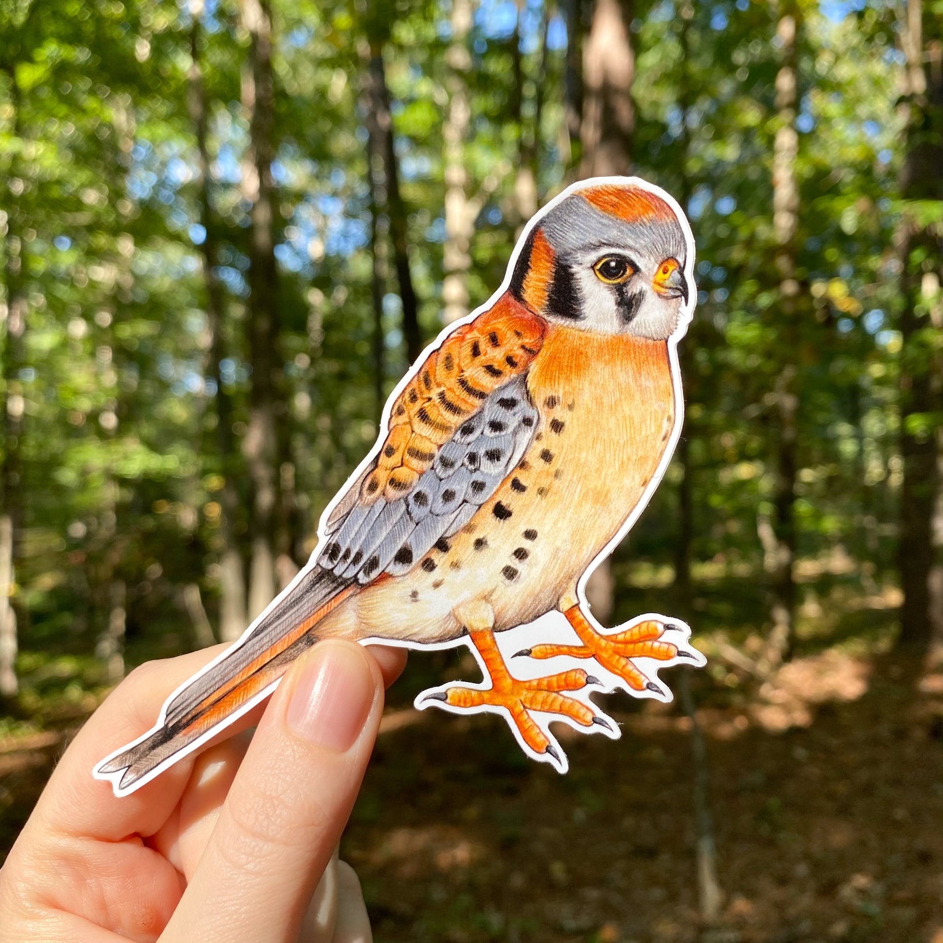 A hand holding a weatherproof vinyl sticker of an American kestrel.