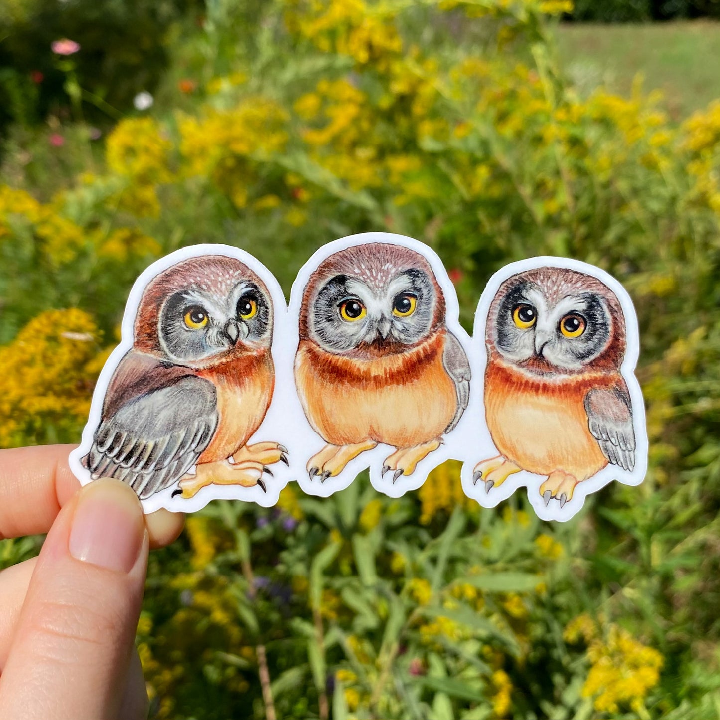 A hand holding a sticker of a trio of juvenile saw-whet owls. 