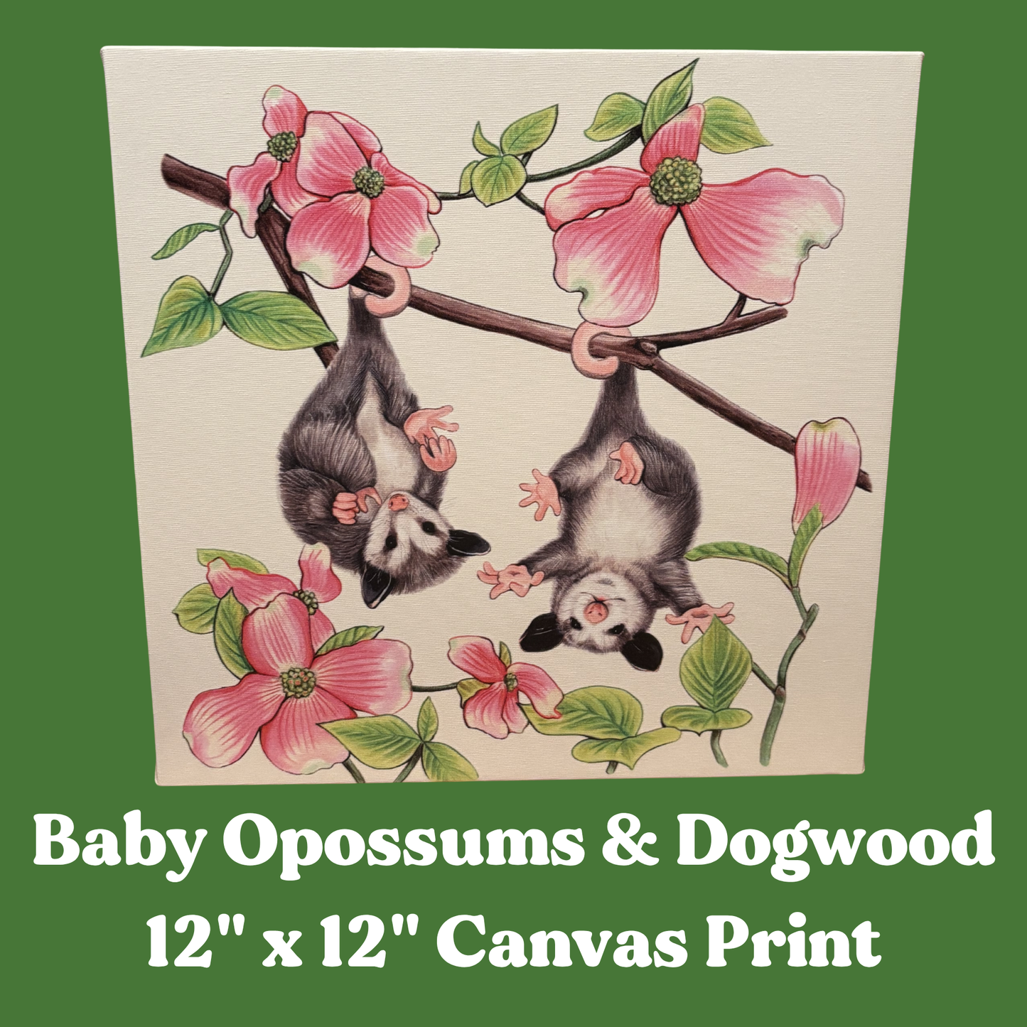 Canvas print with baby opossums and dogwood flowers. Text reads Baby Opossums and Dogwood 12" x 12" Canvas Print