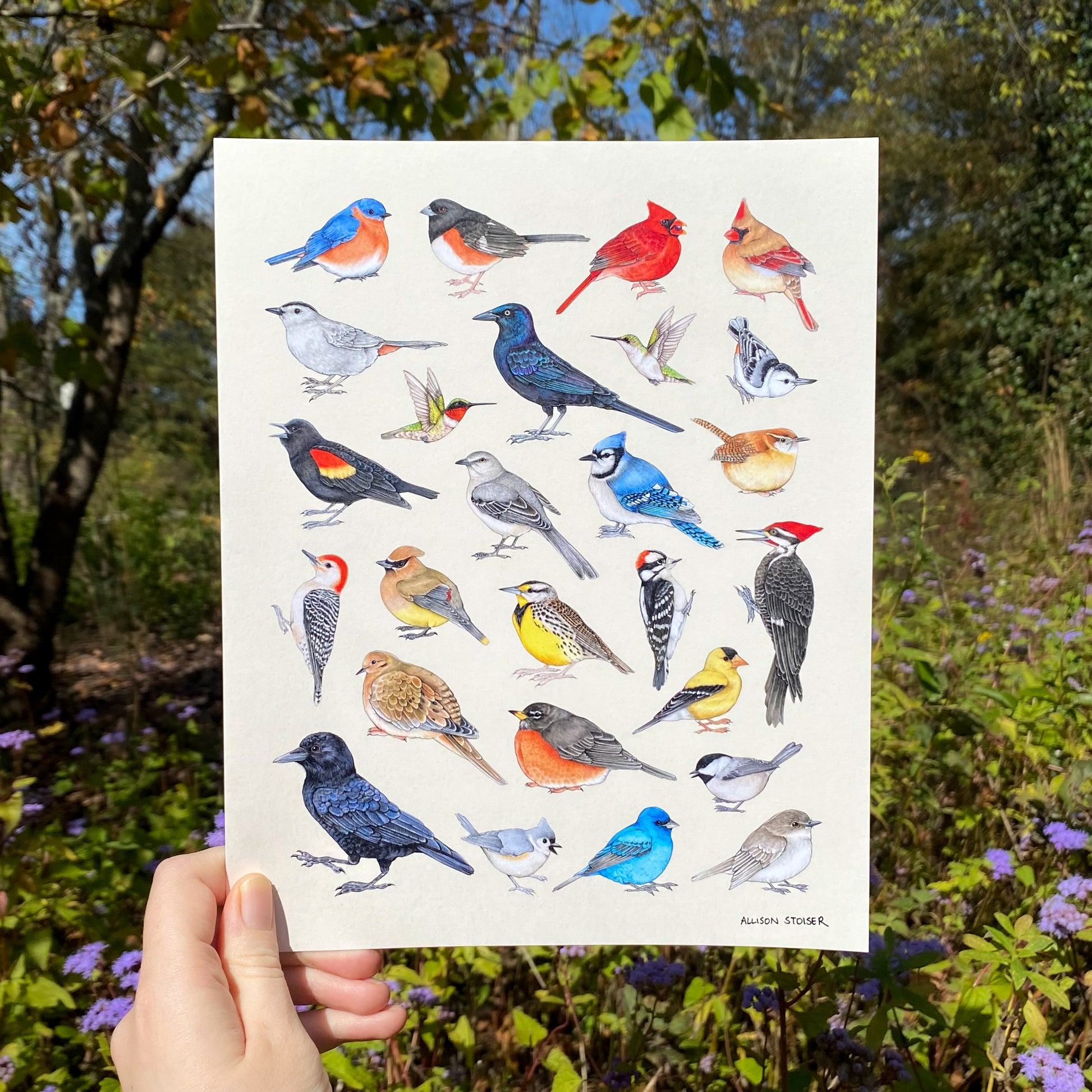 Illustration of various birds held in front of a natural background with trees and flowers.