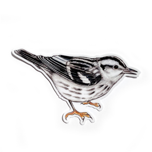 A weatherproof vinyl sticker of a black-and-white warbler on a white background.