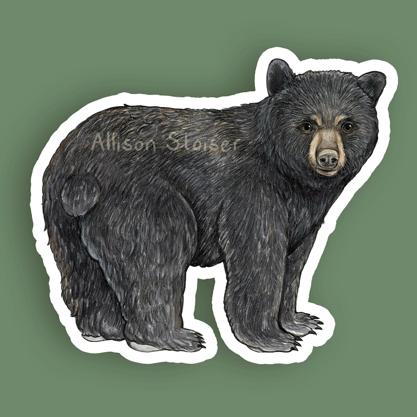 A mock-up of a vinyl sticker of an American black bear on a green background.