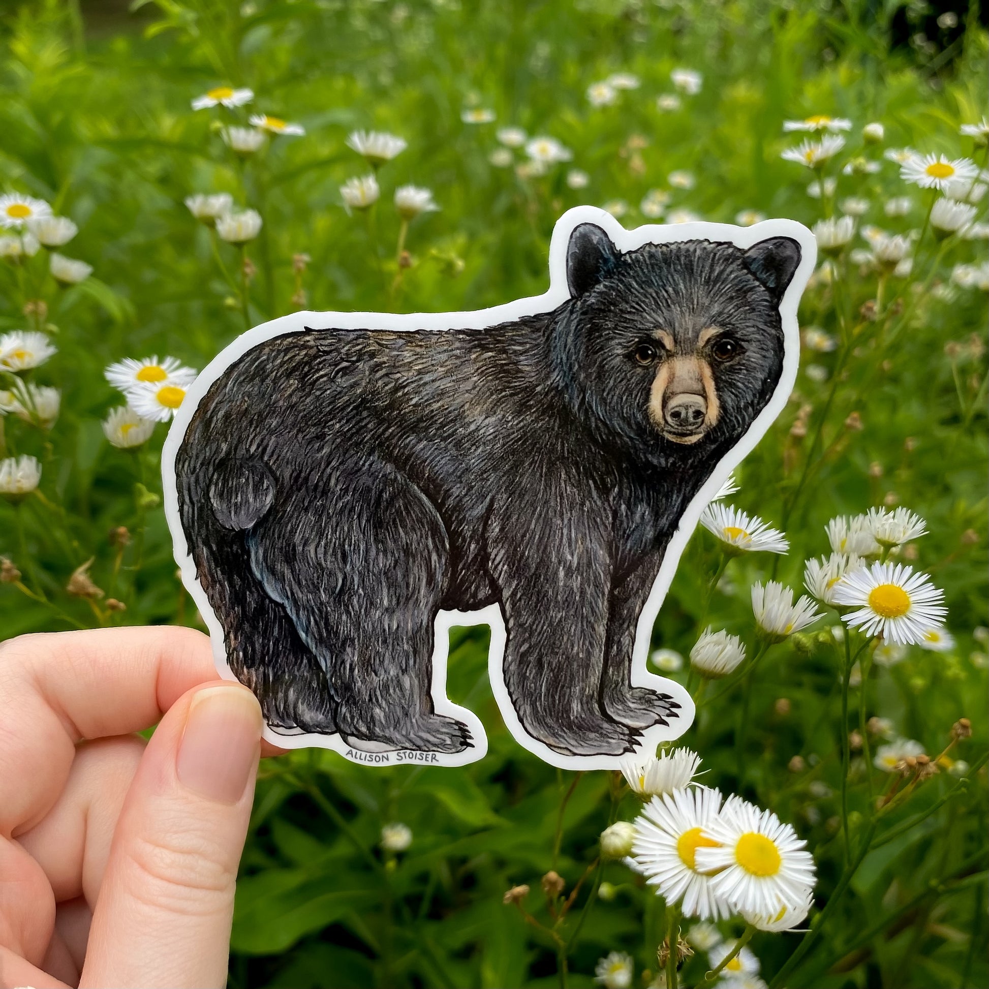 Hand holding a black bear sticker in front of a natural background with green grass and white flowers.