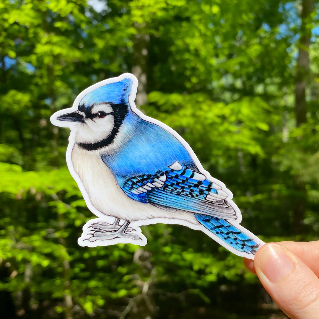 A hand holding a sticker featuring an illustration of a blue jay