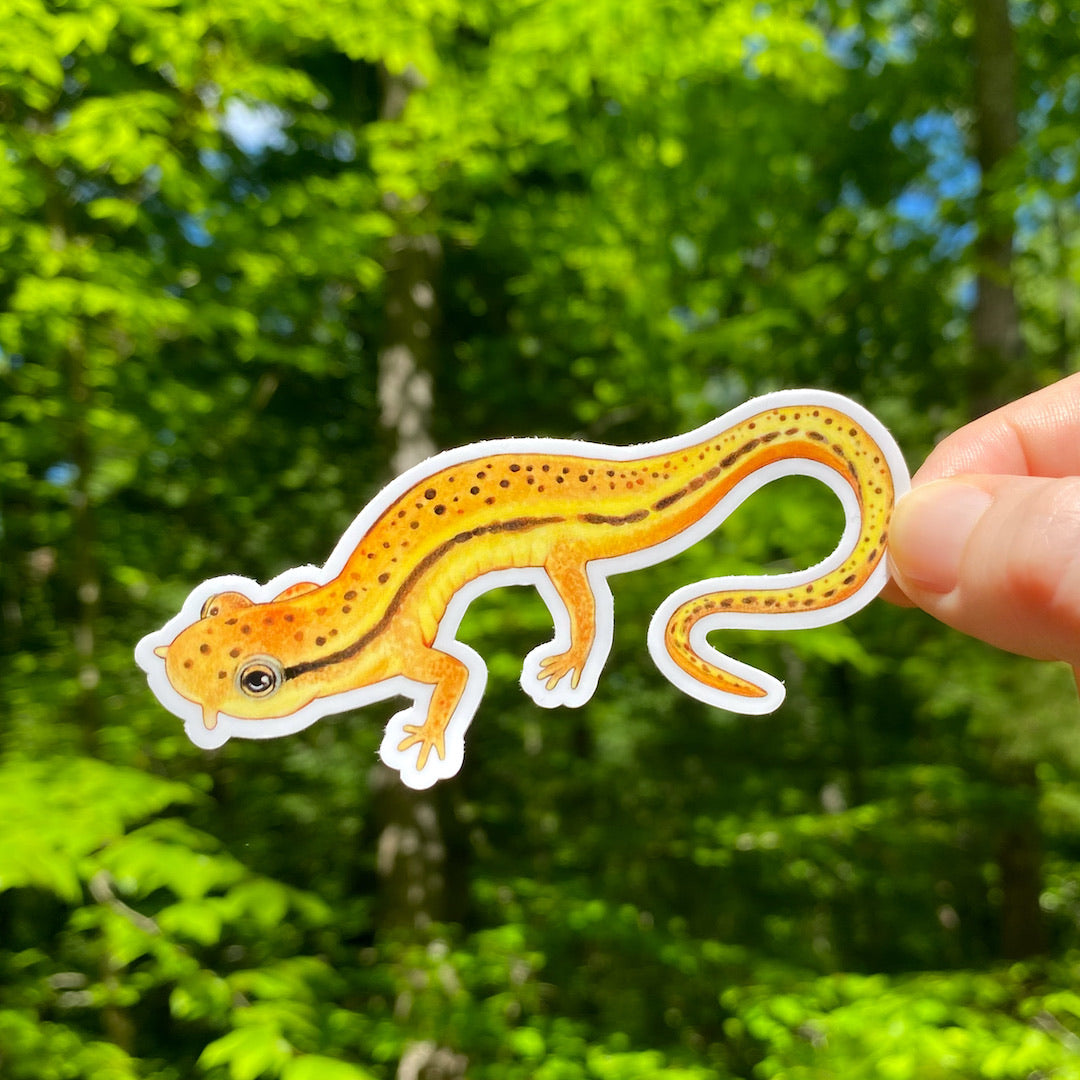 A hand holding a weatherproof vinyl sticker of a yellow salamander.