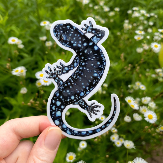 Hand holding a blue-spotted salamander sticker with a green and white flower background