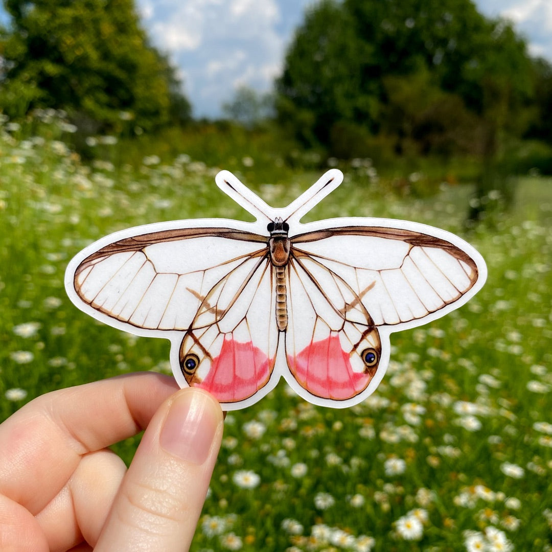 A hand holding a sticker of a pink blushing phantom butterfly.