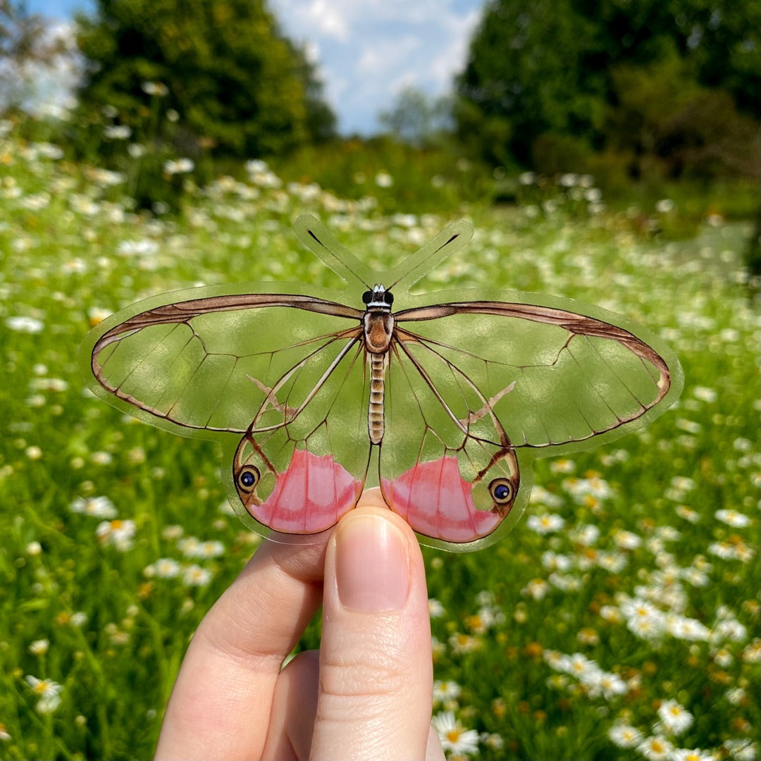 A hand holding a transparent sticker of a pink blushing phantom butterfly.