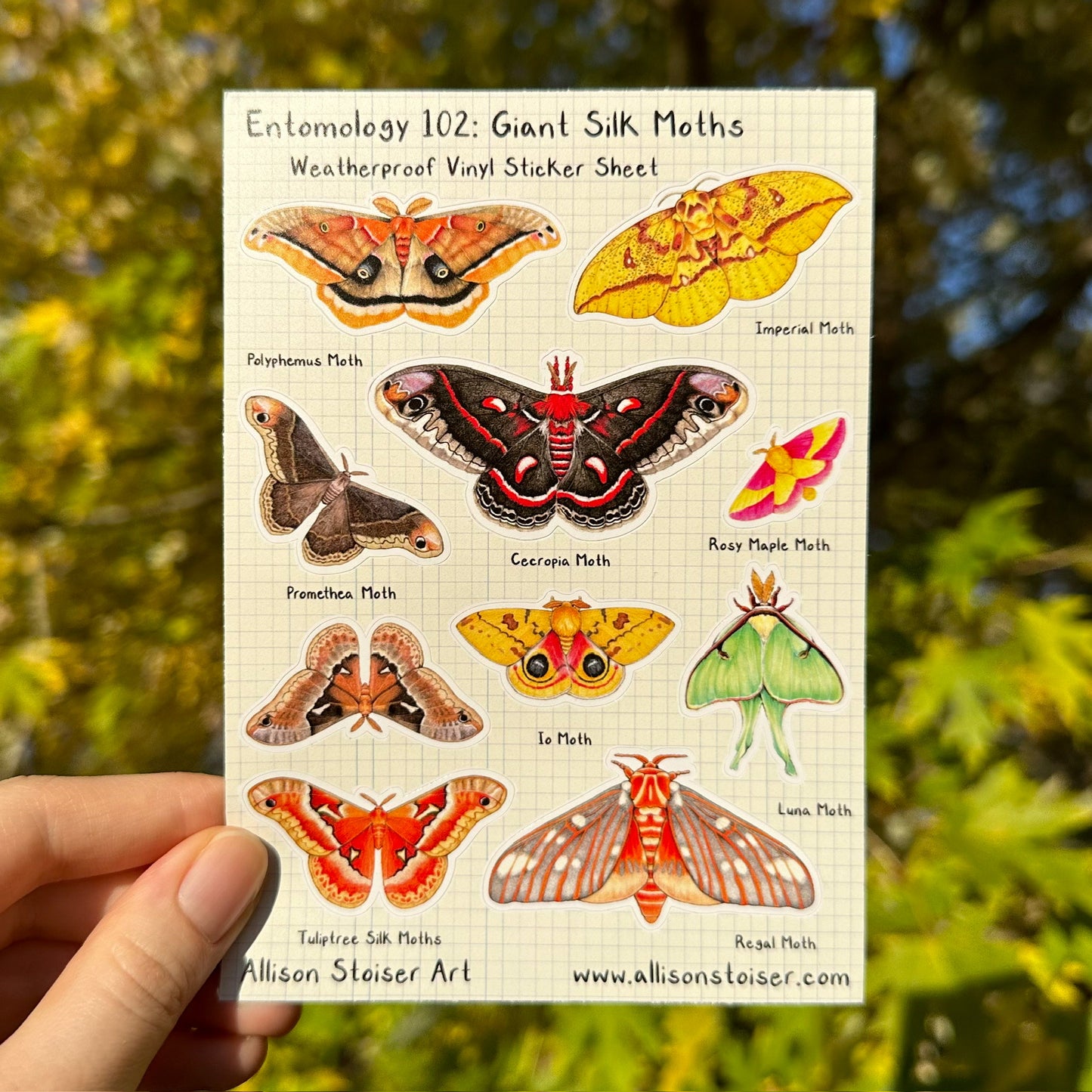 Entomology 102: Giant Silk Moths Weatherproof Vinyl Sticker Sheet