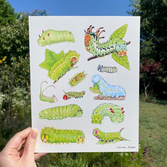 A hand holding an art print of caterpillars local to the eastern United States, including a tuliptree silkmoth, hickory horned devil, luna moth, monarch, spiny oak slug, rosy maple moth, zebra swallowtail, Promethea moth, imperial moth, and snowberry clearwing.