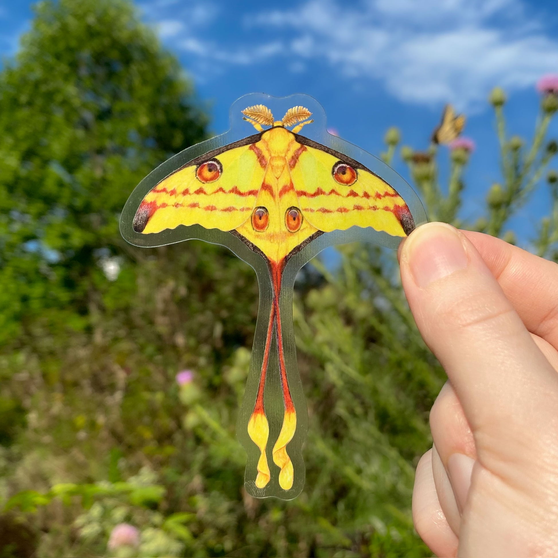 Hand holding a comet moth sticker with a natural background