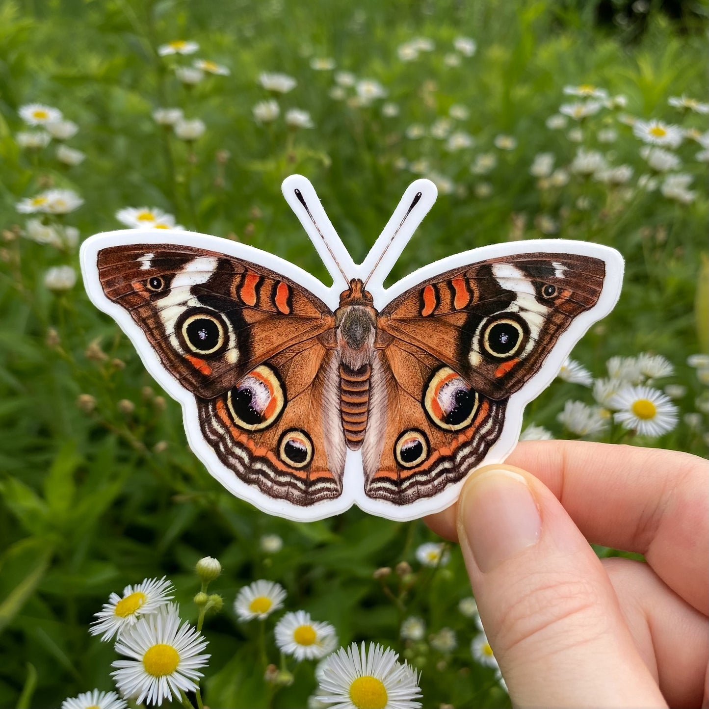 Common buckeye butterfly sticker held in front of a natural background with flowers