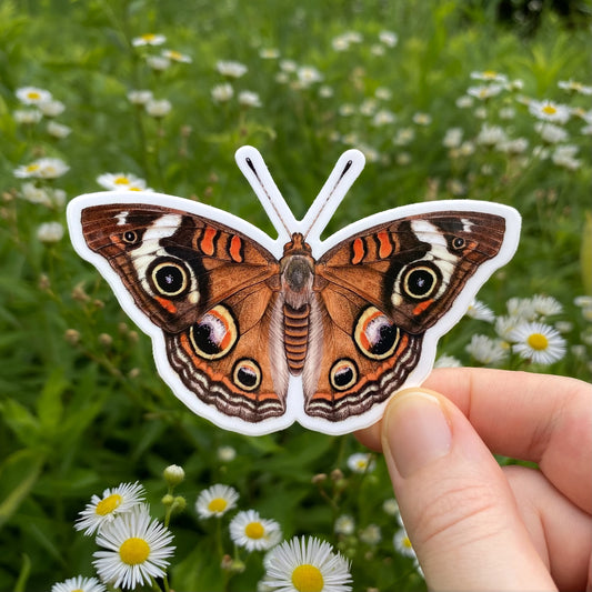 Common buckeye butterfly sticker held in front of a natural background with flowers