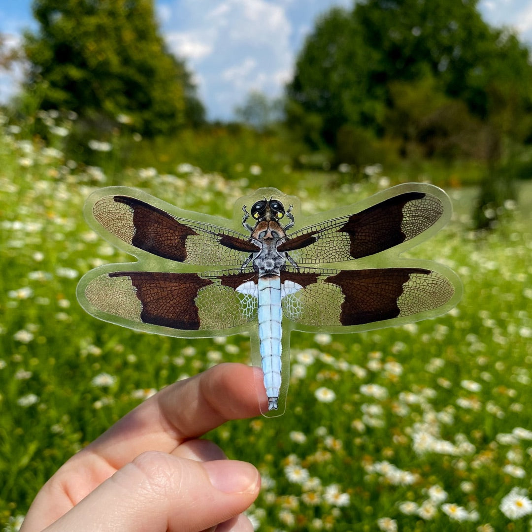 A hand holding a clear vinyl sticker of a pale blue dragonfly.