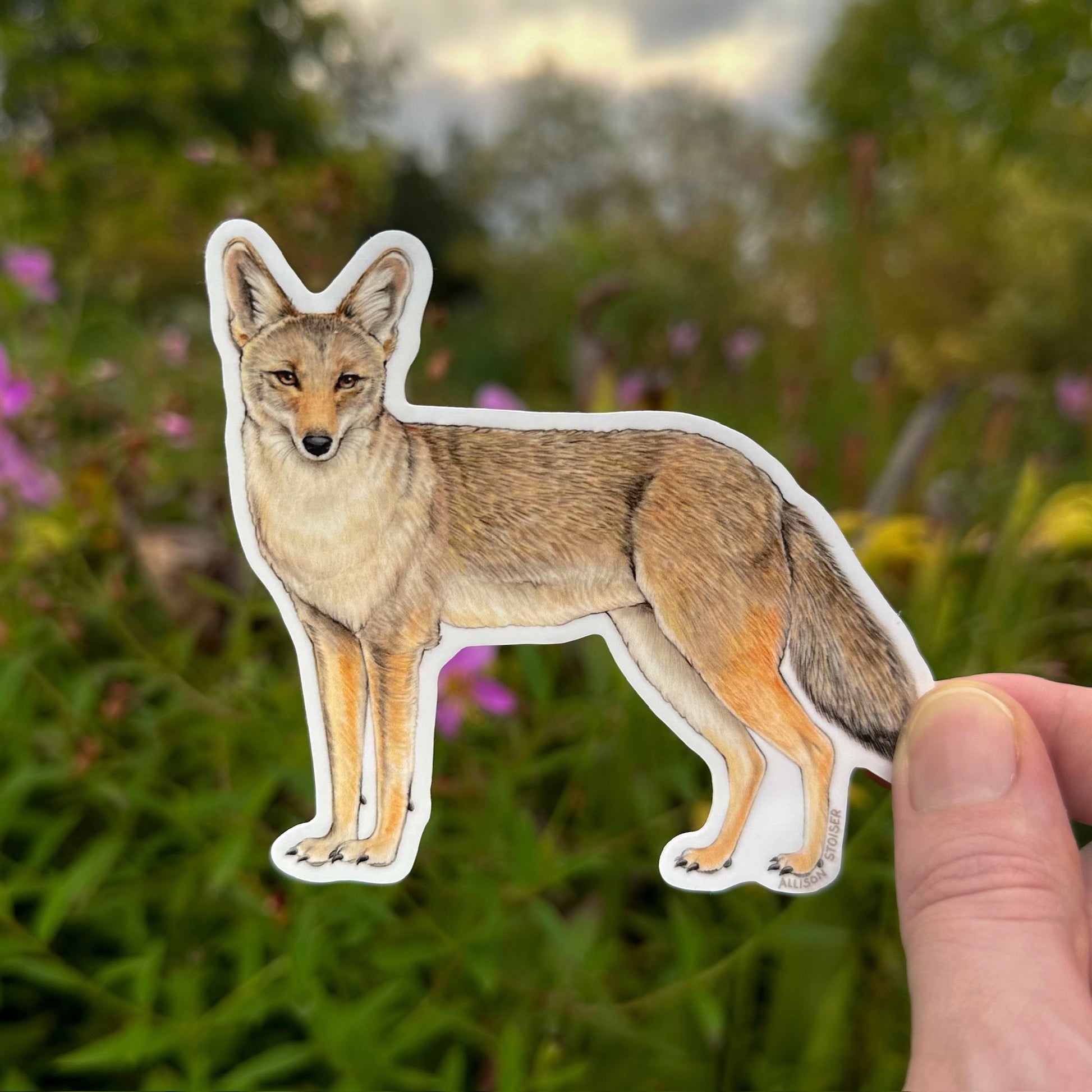 A die-cut vinyl sticker of a coyote, held by a person's hand against a blurred green garden background.