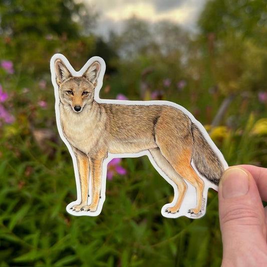 A die-cut vinyl sticker of a coyote, held by a person's hand against a blurred green garden background.