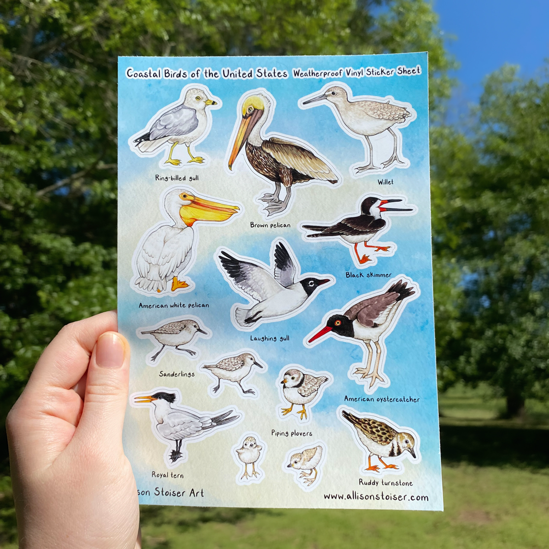 Coastal Birds of the U.S. Large Weatherproof Vinyl Sticker Sheet