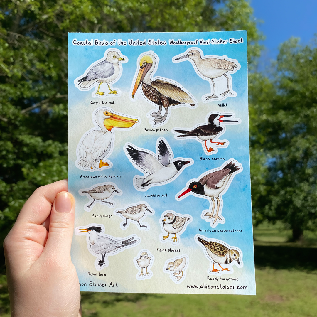 A hand holding a sticker sheet titled "Coastal Birds of the United States Weatherproof Vinyl Sticker Sheet." Along the bottom, it reads "Allison Stoiser Art" and "www.allisonstoiser.com". The sticker sheet has labled birds on a tan and blue watercolor background including the ring-billed gull, brown pelican, willet, American white pelican, laughing gull, black skimmer, laughing gull, American oystercatcher, sanderlings, piping plovers, royal tern, and ruddy turnstone.