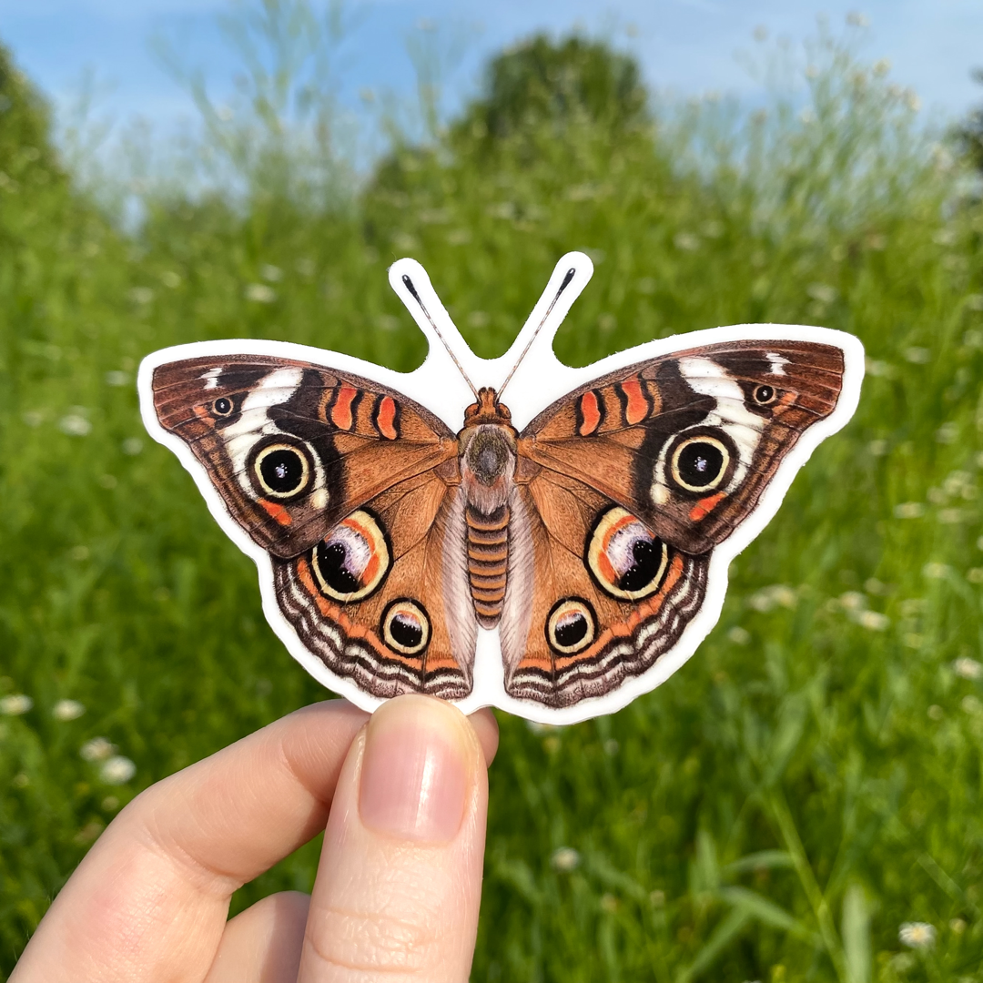 A hand holding a sticker featuring an illustration of a common buckeye butterlfy