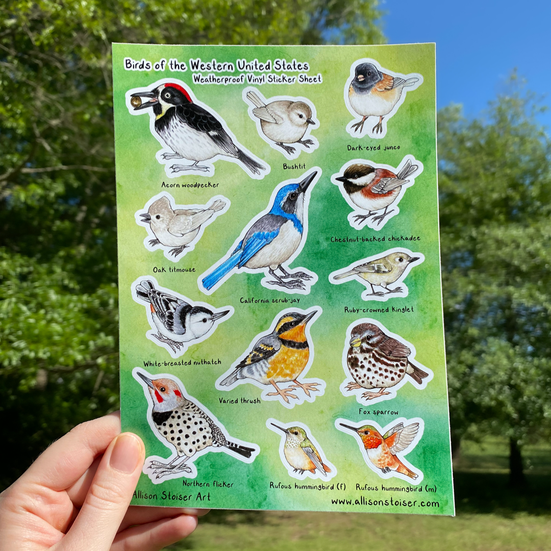 A hand holding a sticker sheet titled "Birds of the Western United States Weatherproof Vinyl Sticker Sheet." Along the bottom, it reads "Allison Stoiser Art" and "www.allisonstoiser.com". The sticker sheet has labled birds on a green watercolor background including the acorn woodpecker, bushtit, dark-eyed junco, oak titmouse, California scrub jay, chestnut-backed chickadee, ruby-crowned kinglet, white-breasted nuthatch, varied thrush, fox sparrow, northern flicker, and rufous hummingbirds.