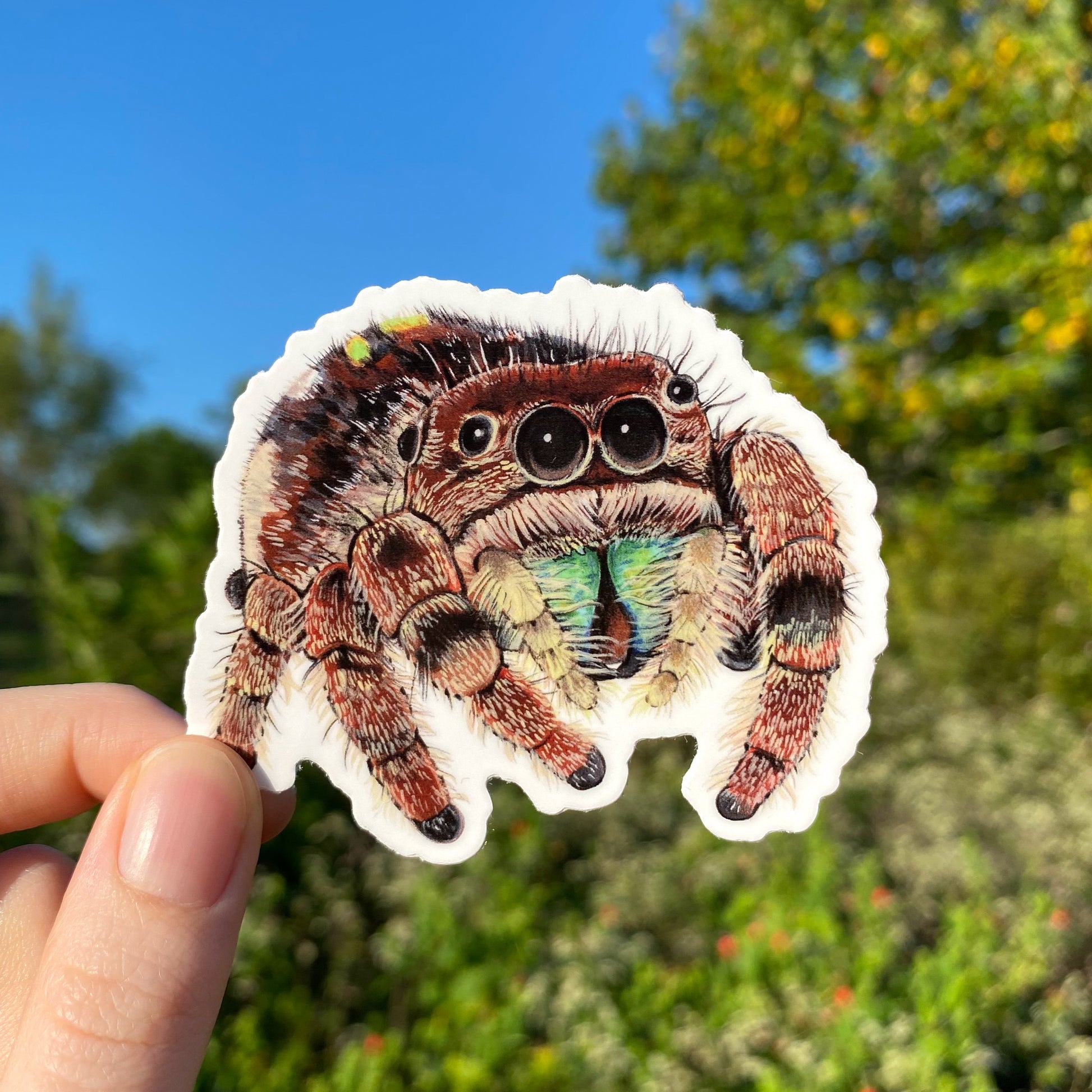 A hand holding a sticker featuring a jumping spider illustration