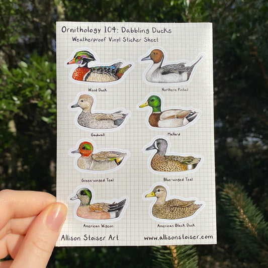 A hand holding a sticker sheet with various dabbling duck illustrations, labeled with the duck species.