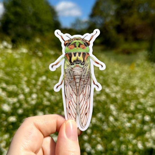 A vinyl sticker of Davis' Southeastern Dog-day Cicada 