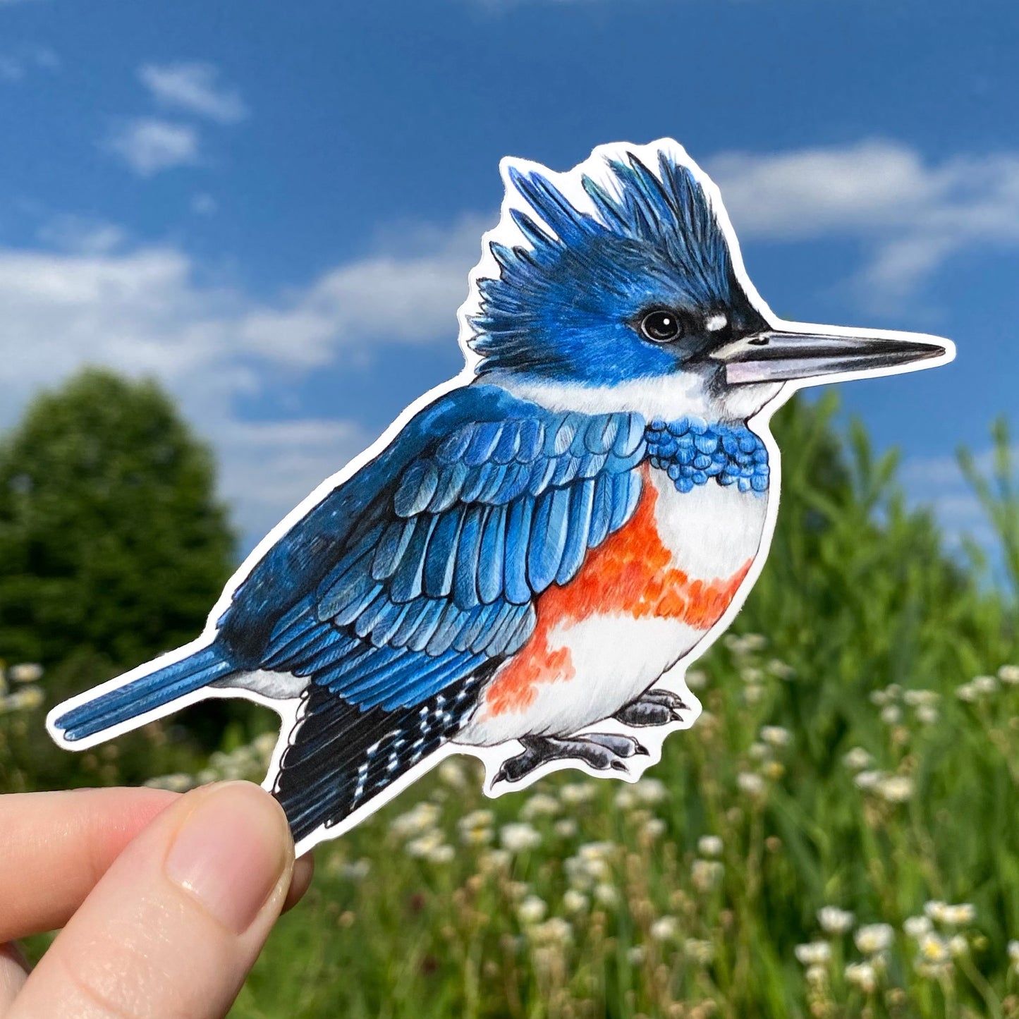 Female Belted Kingfisher Weatherproof Vinyl Sticker