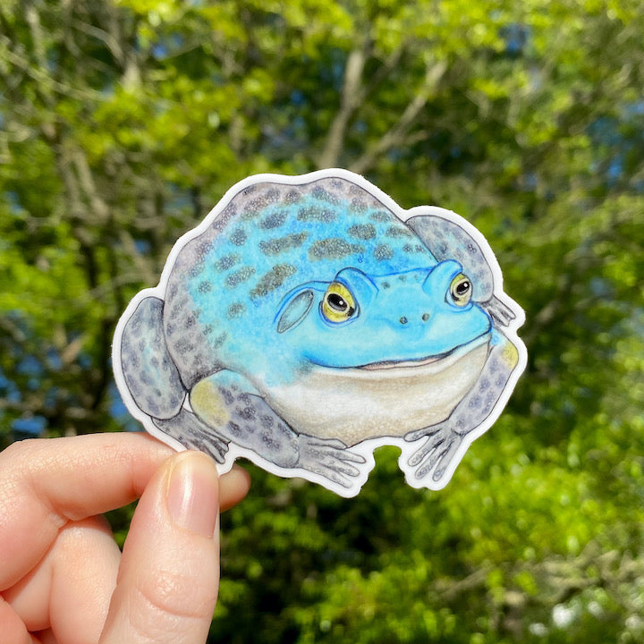 A hand holding a weatherproof vinyl sticker of a blue American bull frog.