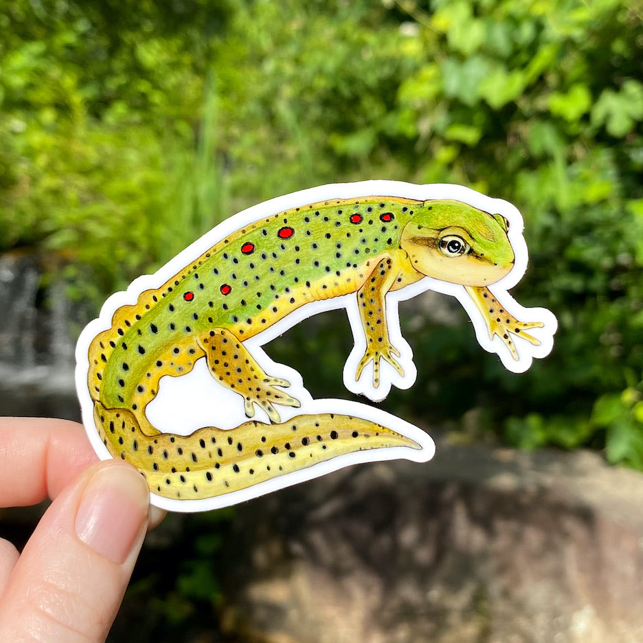 A hand holding a sticker of an eastern newt adult.