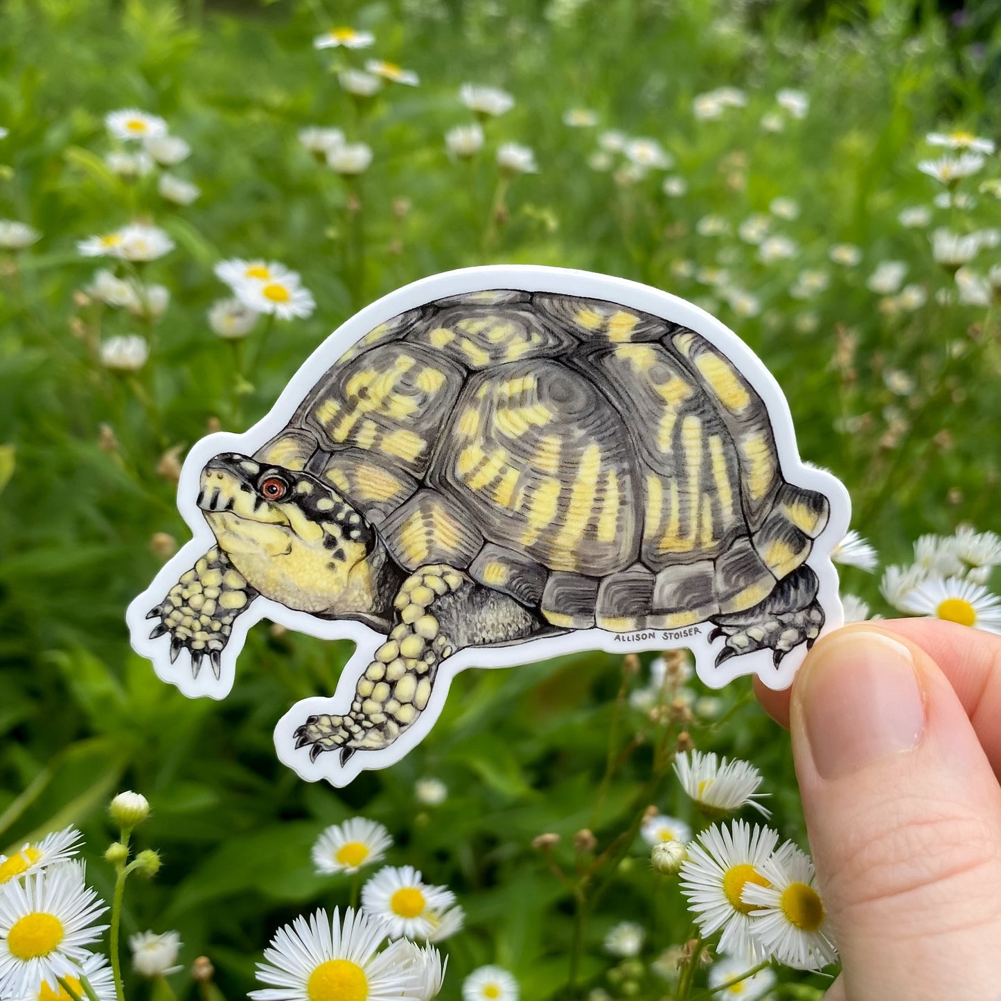 Sticker of a box turtle held in front of a field of flowers