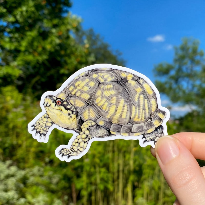 A hand holding a sticker of an eastern box turtle.