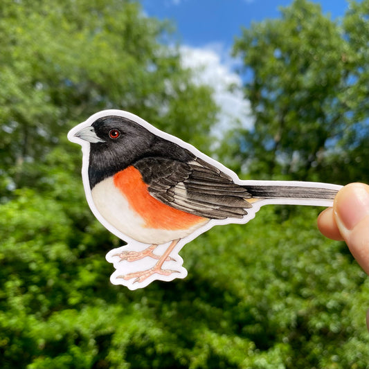 Vinyl sticker of eastern towhee