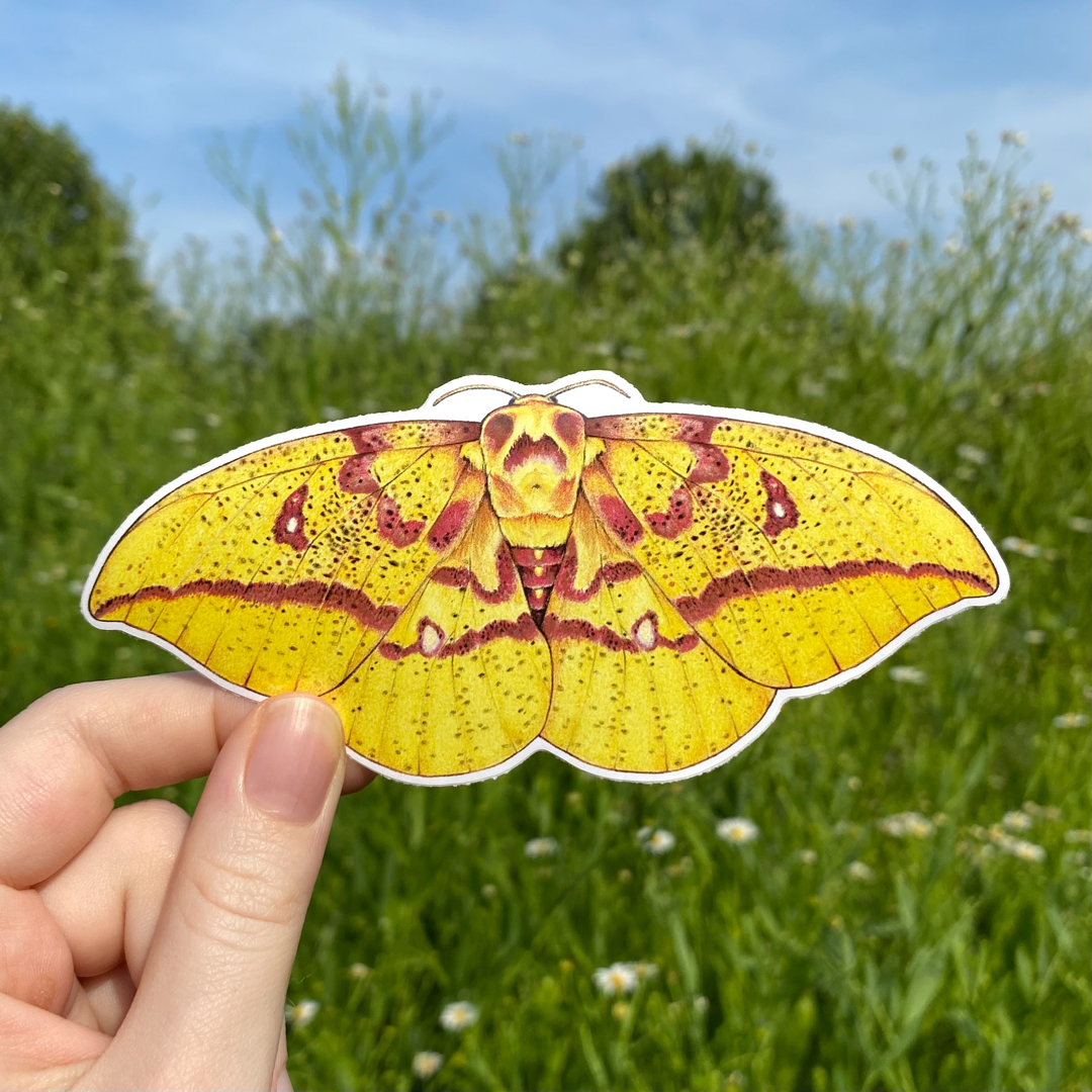 A hand holding a sticker featuring an illustration of an imperial moth