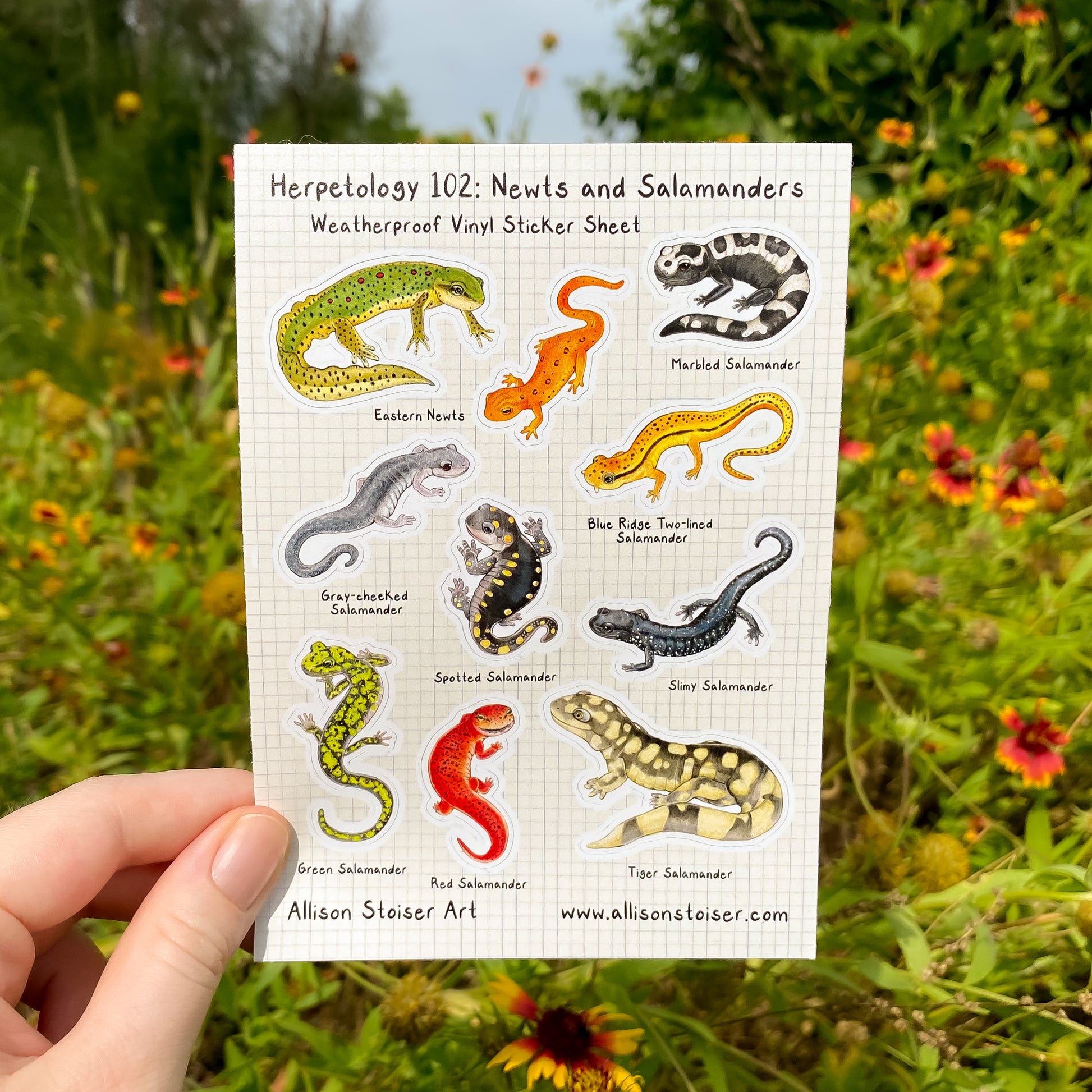 A hand holding a sticker sheet titled "Herpetology 102: Newts and Salamanders Weatherproof Vinyl Sticker Sheet." Along the bottom, "Allison Stoiser Art" and "www.allisonstoiser.com." It features labled stickers of salamanders including eastern newt adult and red eft, marbled salamander, blue ridge two-lined salamander, gray-cheeked salamander, spotted salamander, slimy salamander, green salamander, red salamander, and tiger salamander.