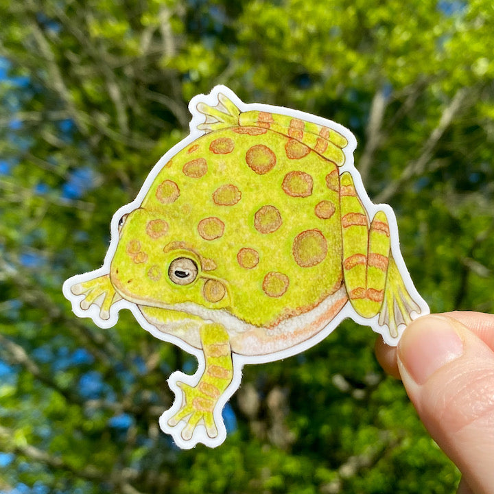 A hand holding a weatherproof vinyl sticker of a barking tree frog.