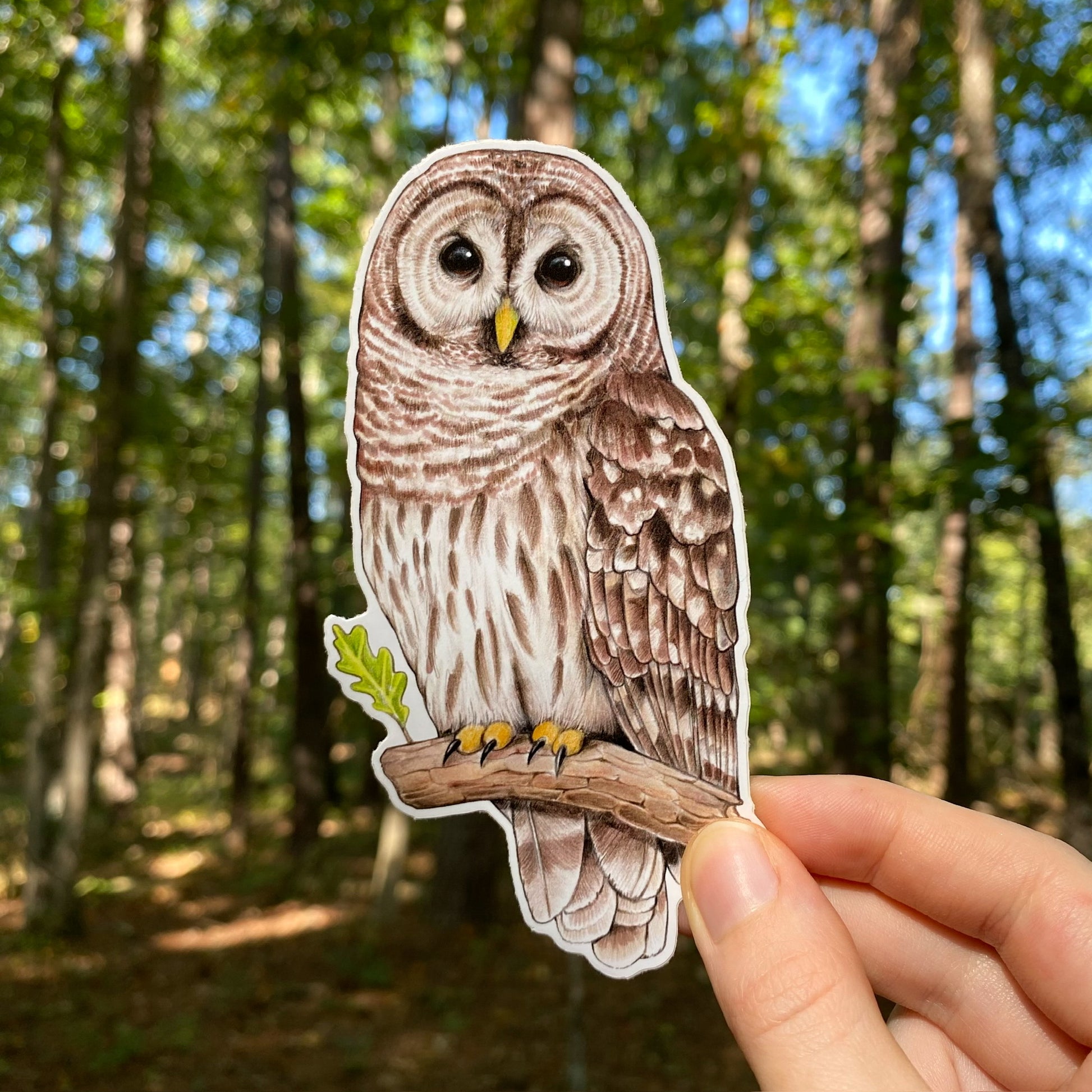 A hand holding a weatherproof vinyl sticker of a barred owl.