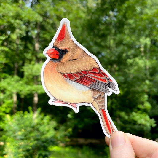 A hand holding a weatherproof vinyl sticker of a female North American cardinal.